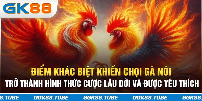 Điểm khác biệt khiến chọi gà nòi trở thành hình thức cược lâu đời và được yêu thích