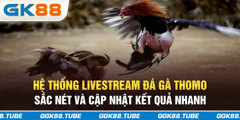 Hệ thống livestream đá gà Thomo sắc nét và cập nhật kết quả nhanh