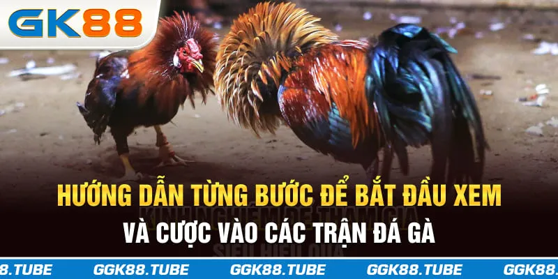 Hướng dẫn từng bước để bắt đầu xem và cược vào các trận đá gà