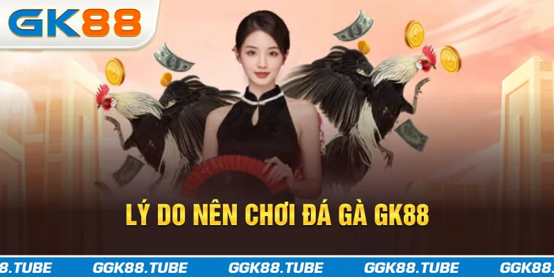 Lý do nên chơi đá gà GK88
