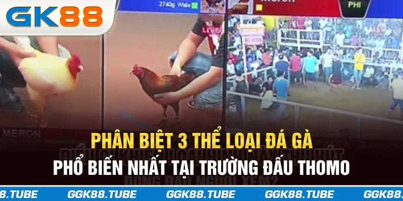 Phân biệt 3 thể loại đá gà phổ biến nhất tại trường đấu Thomo